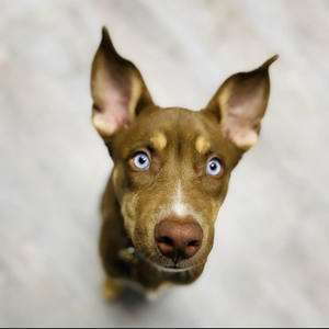 Nuka Goebel